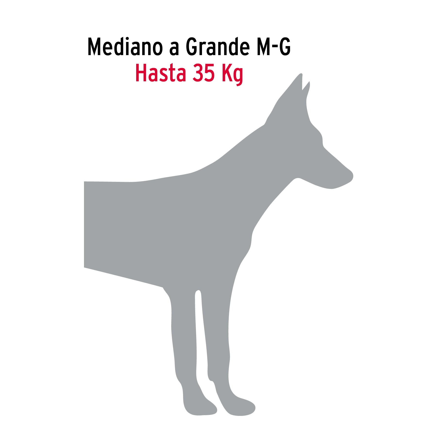 Cadena de paseo para perro # 4