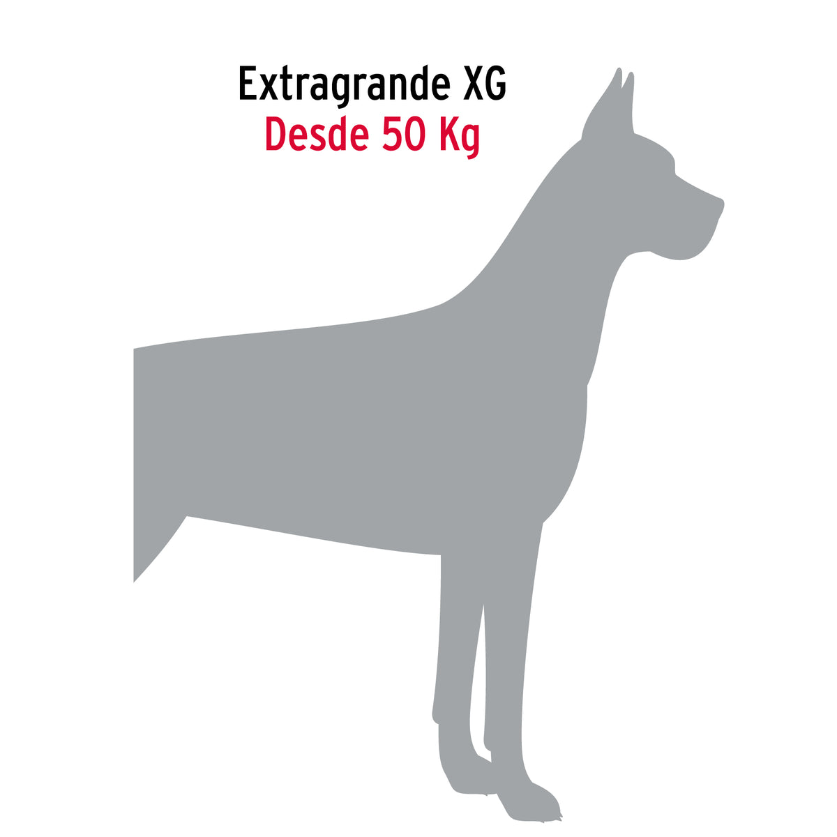 Cadena de paseo para perro # 5