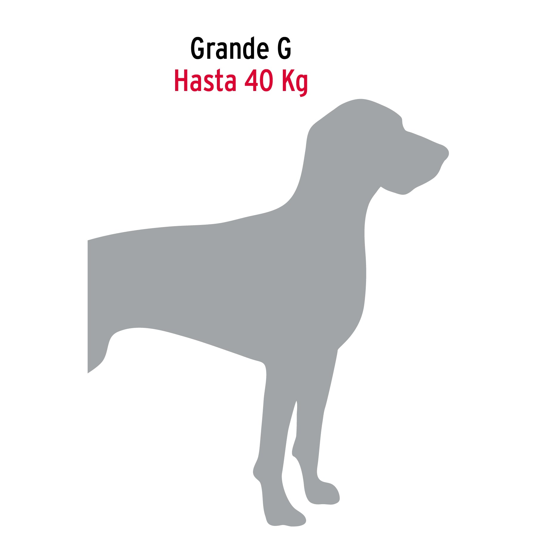 Cadena de paseo para perro # 3.5, tipo Victor