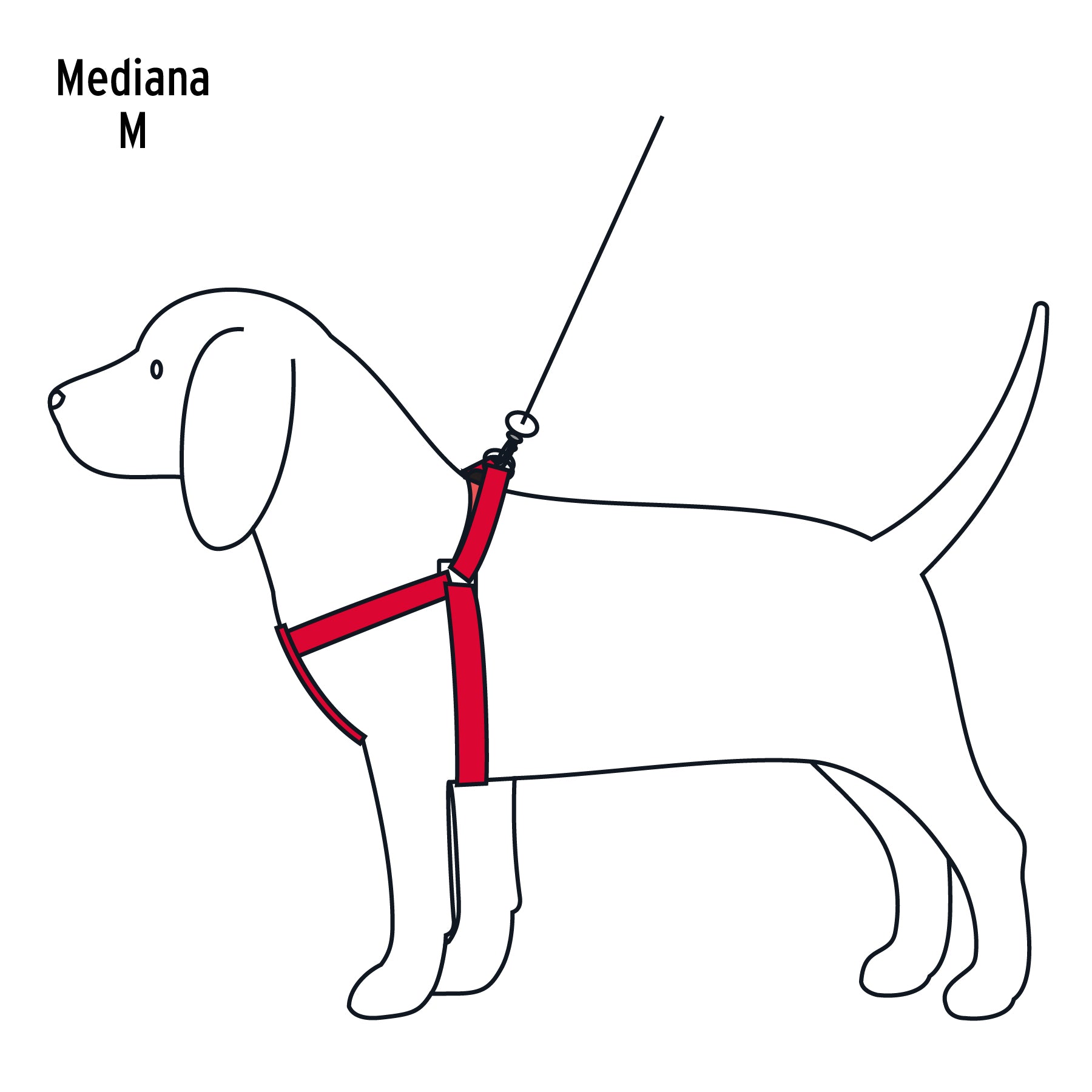 Correa para perro con pechera, 1.5 cm ancho